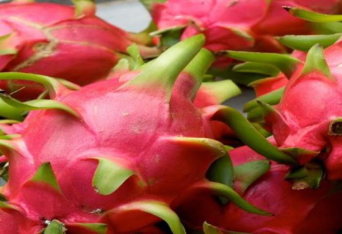 Cara Memilih Buah Naga